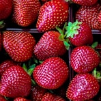 strawberry fruit lot