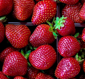 strawberry fruit lot