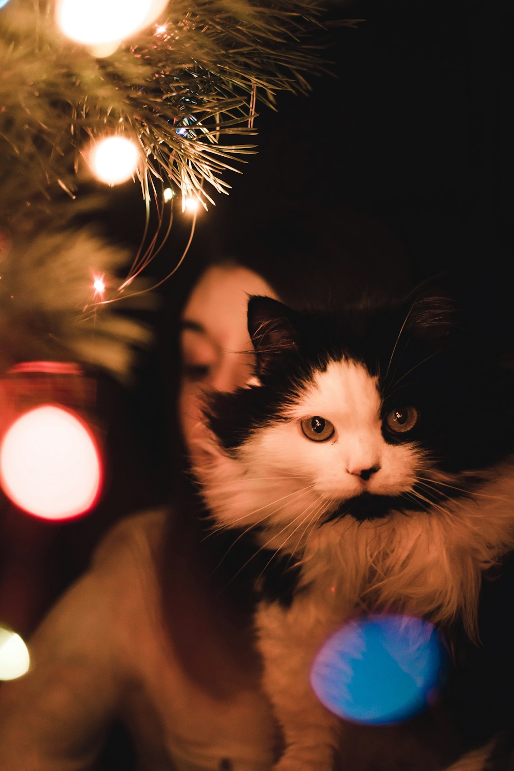 woman holding tuxedo kitten