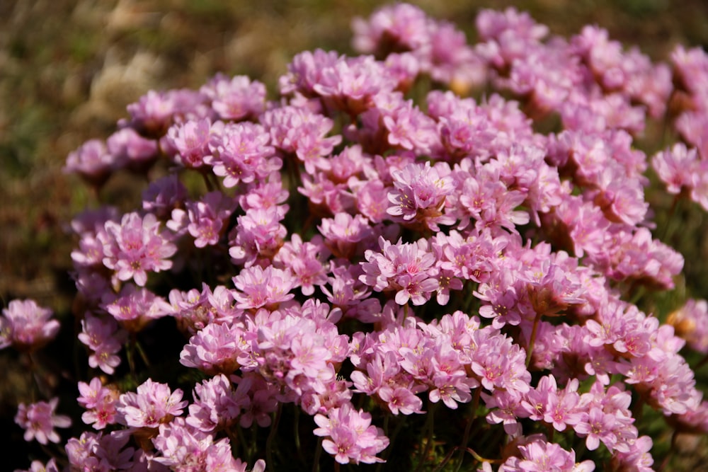 selective focus photography of pink petaled flowers during daytime