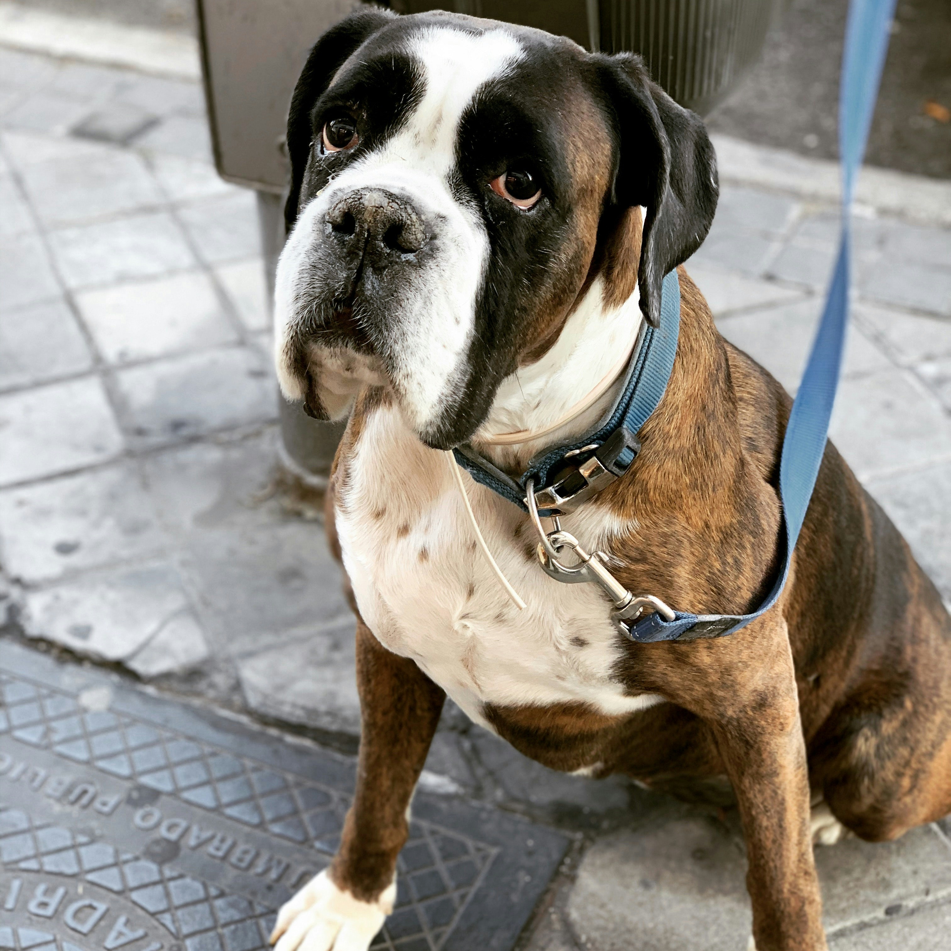 brown short-coated dog
