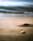 Seashells resting gently on soft sand with sunlight casting warm shadows.
