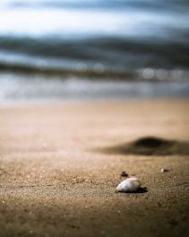 Close-up of a delicate, spiraled seashell resting on soft sand with gentle seafoam green waves in the background