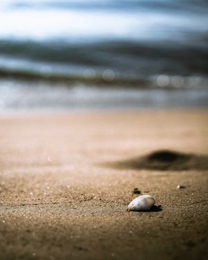 A close-up of a beautifully patterned seashell resting on sunlit sand with ocean waves in the background.