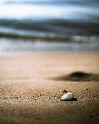 Close-up of delicate seashell charms arranged on a sandy beach background with gentle ocean waves.