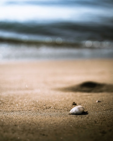 A close-up of a vibrant seashell resting on sunlit golden sand with gentle ocean waves in the background.
