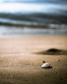 A close-up of a seashell on a sandy beach with gentle ocean waves blurred in the background. The sunlight creates a soft, warm glow on the sand.