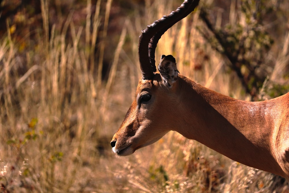 macro photography of brown kudu on brown field