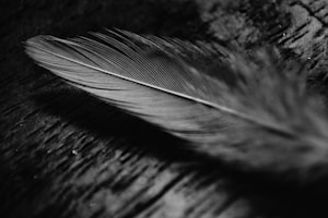 Silent Flight