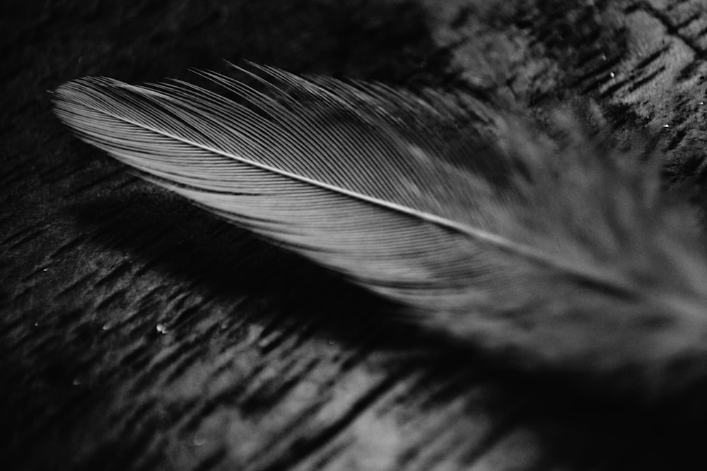 black feather on black surface