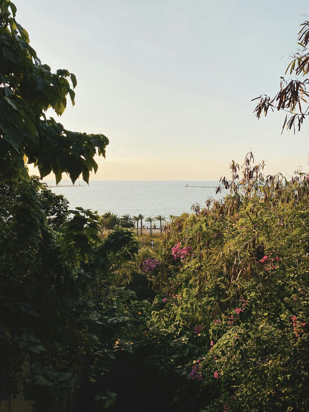 a view of a body of water through some trees