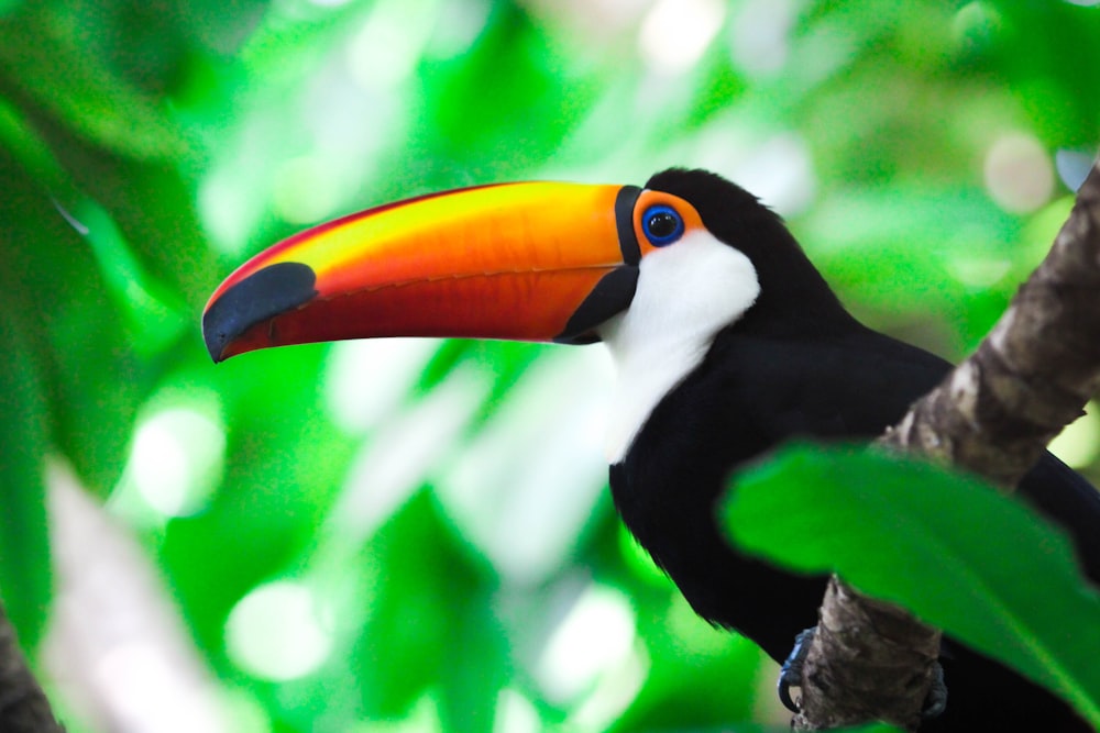 toucan bird on branch