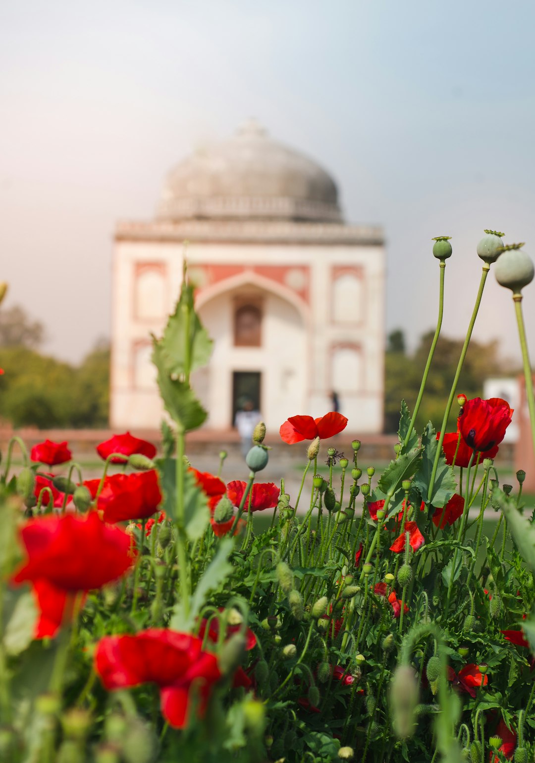 red poppies near building