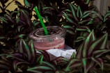 A plastic cup with a transparent lid and a green straw containing a pink beverage is nestled among lush, dark-green and purple leaves. The drink appears partially consumed, and the cup is resting on a white napkin.