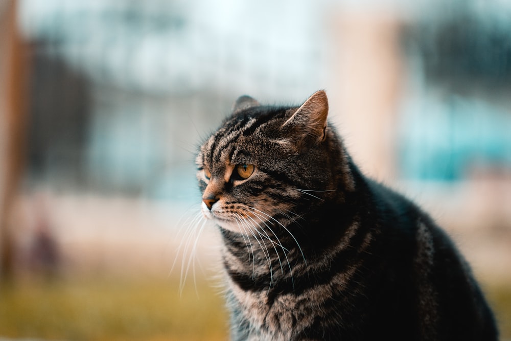 chat gris à poil court