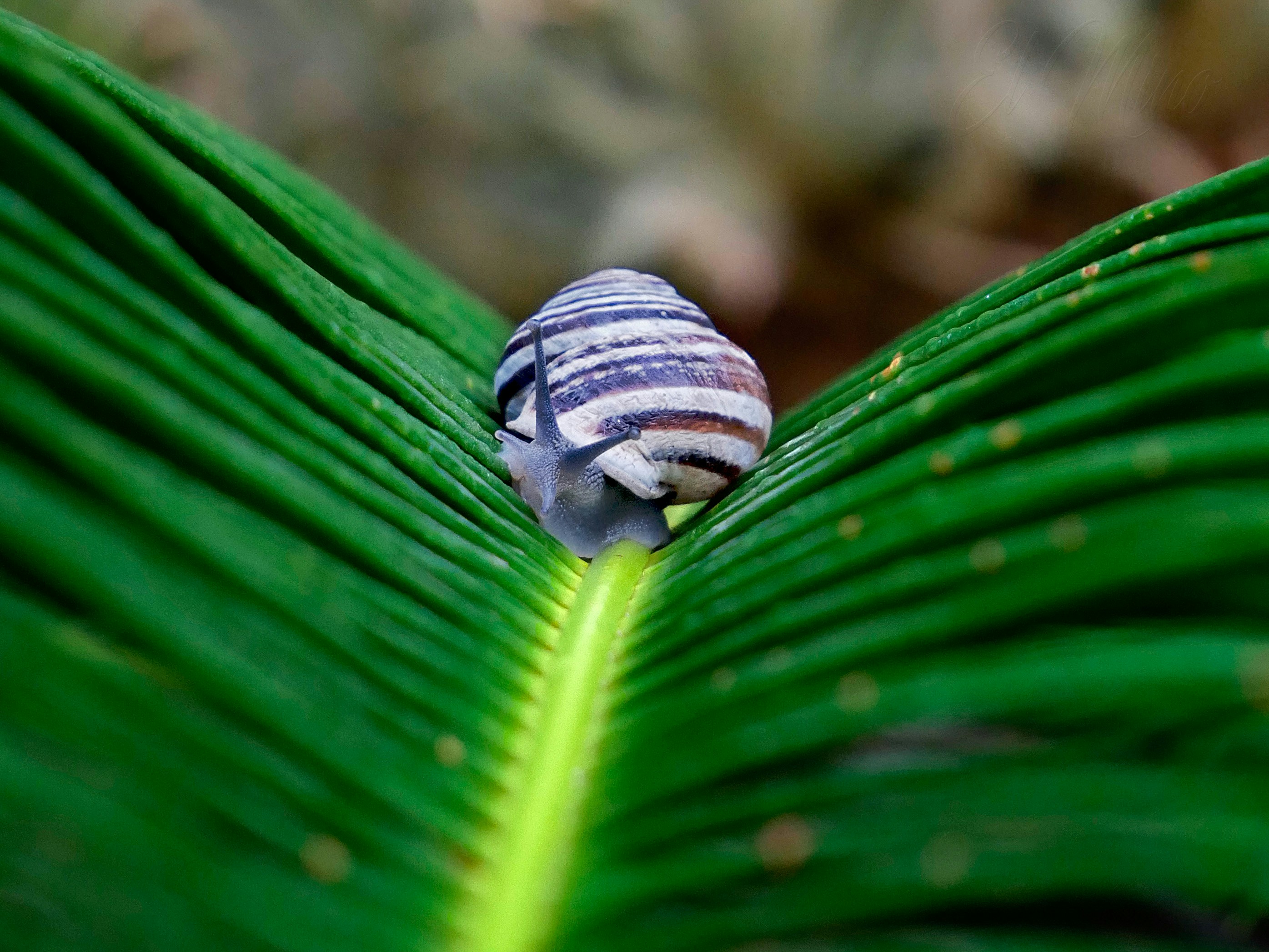 weiße und braune Schnecke auf Palmblatt
