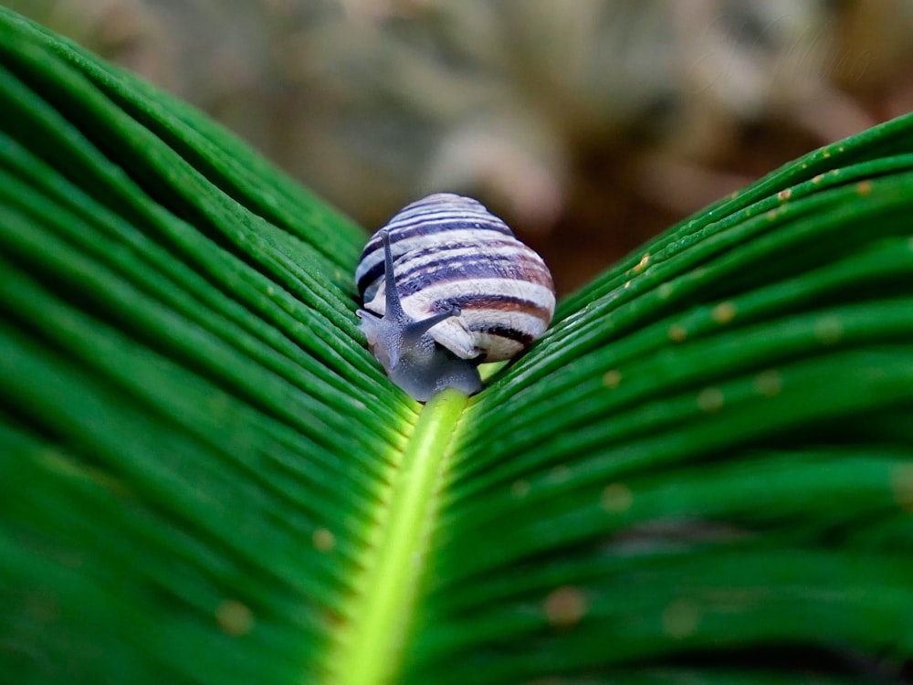 white and brown snail on palm leaf