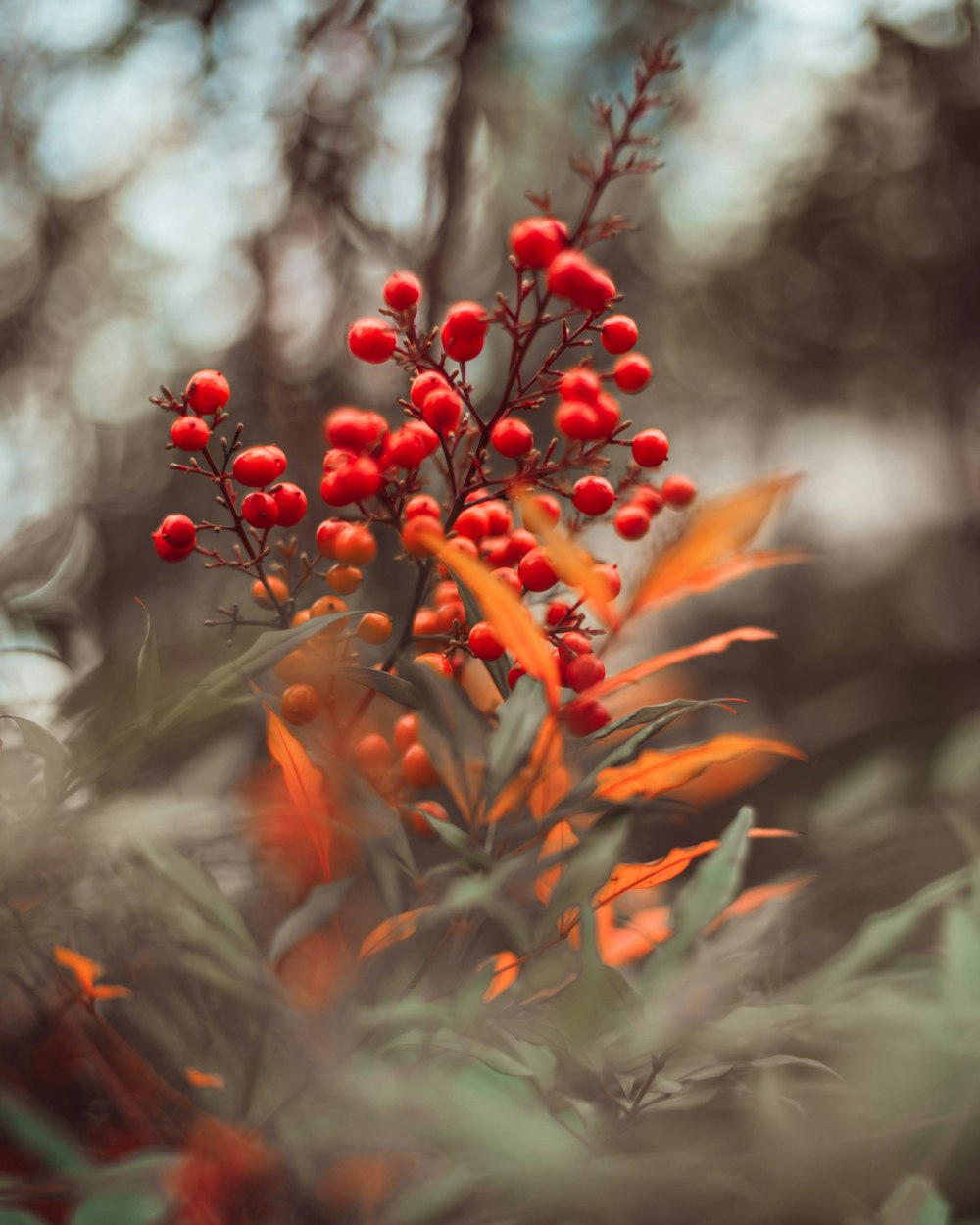 round red fruits