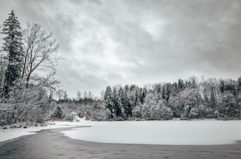 grayscale photo of trees