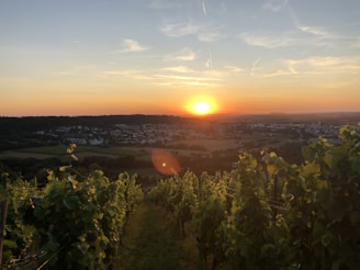 Panoramic view of Midyat vineyards stretching across rolling hills at sunset