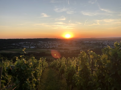 A picturesque vineyard in the Cape Winelands during sunset.