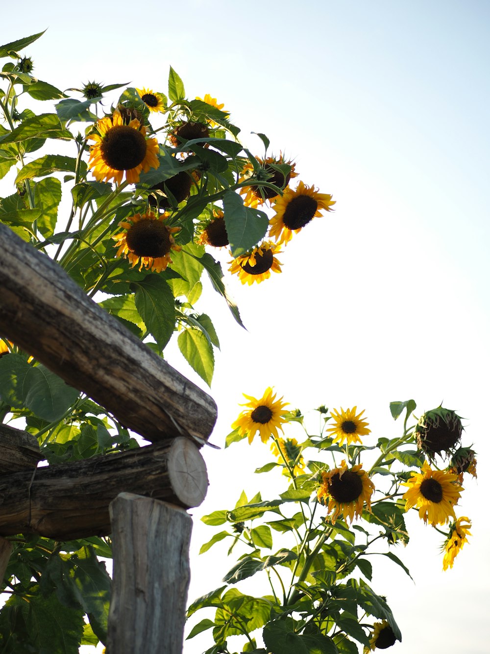 sunflowers during day