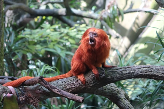 golden lion tamarin on branch in Singapore Zoo Singapore