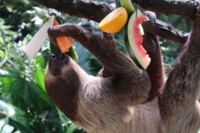 Illustration of a sloth hanging upside down with crypto coins gently floating around.