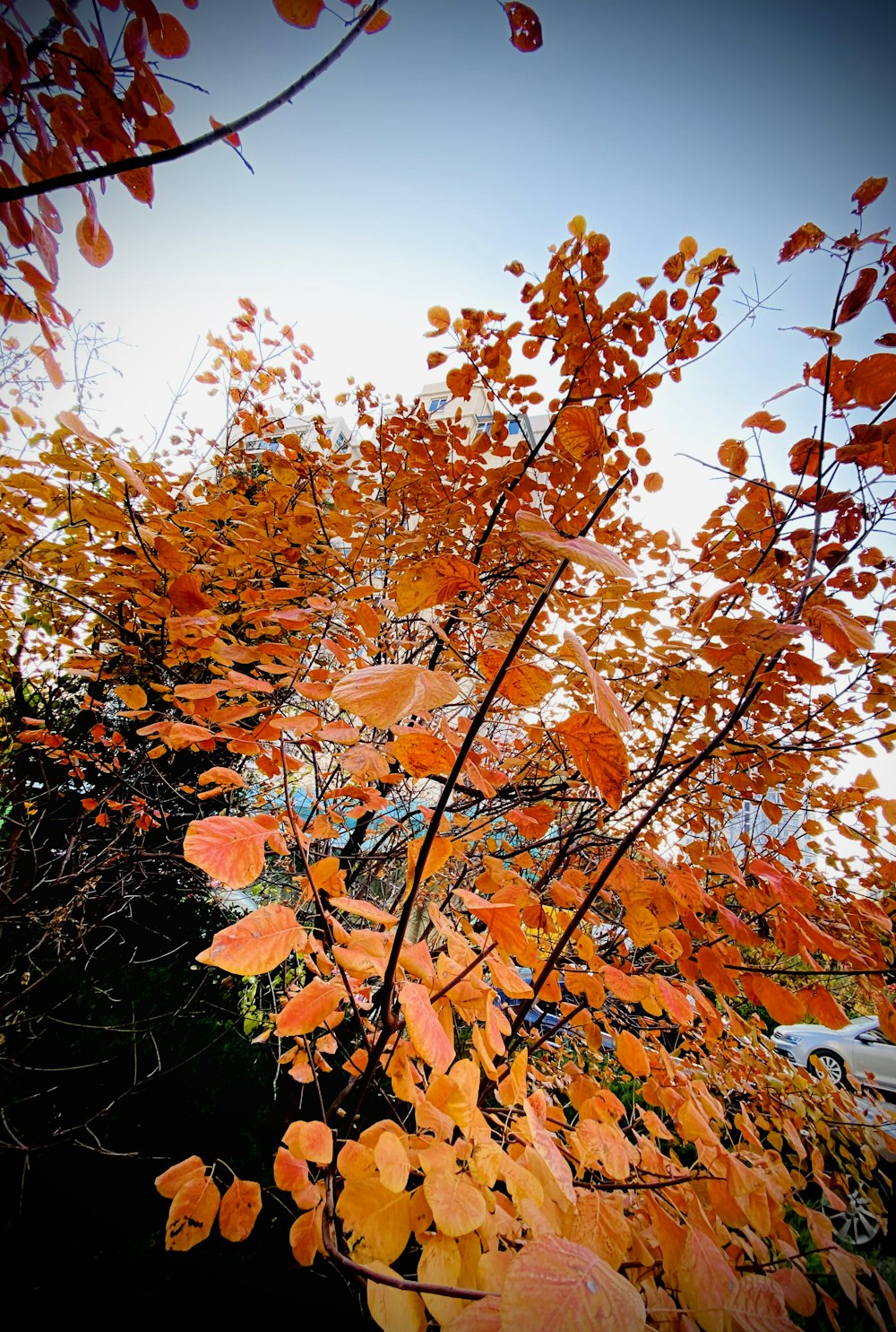 branch with orange leaves