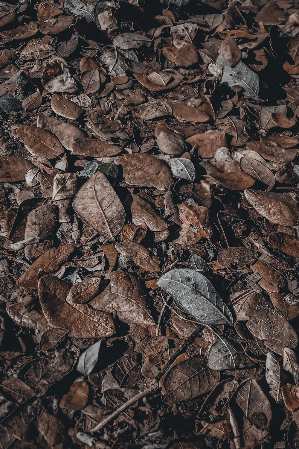 brown dried leaves