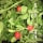 Fresh green leafy vegetables and bright red tomatoes are submerged in water. The vegetables appear clean and ready to be used, with water droplets visible on the leaves.