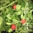 Fresh green leafy vegetables and bright red tomatoes are submerged in water. The vegetables appear clean and ready to be used, with water droplets visible on the leaves.