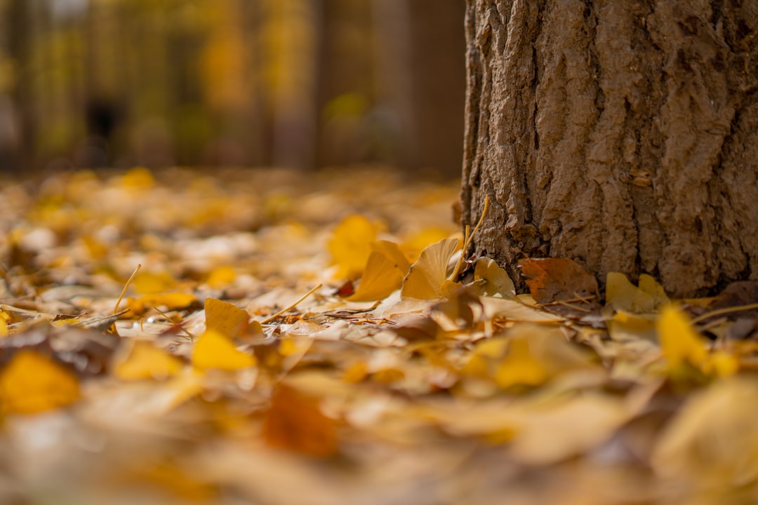 yellow leaves below tree,