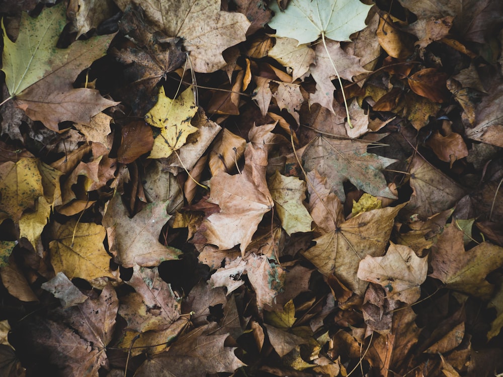 dried maple leaves