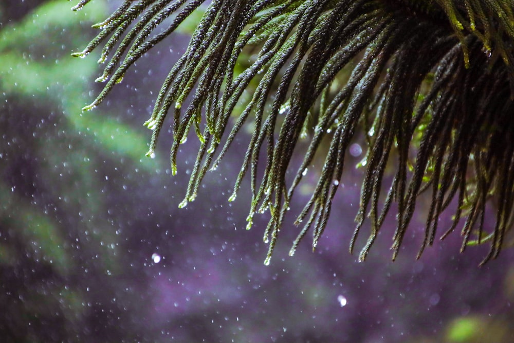 selective focus photography of dew on green plant