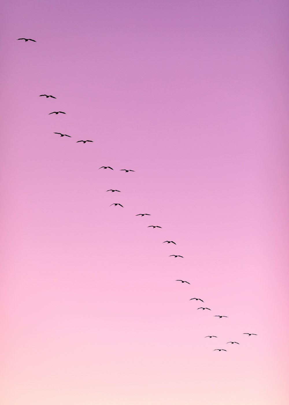 flock of birds flying