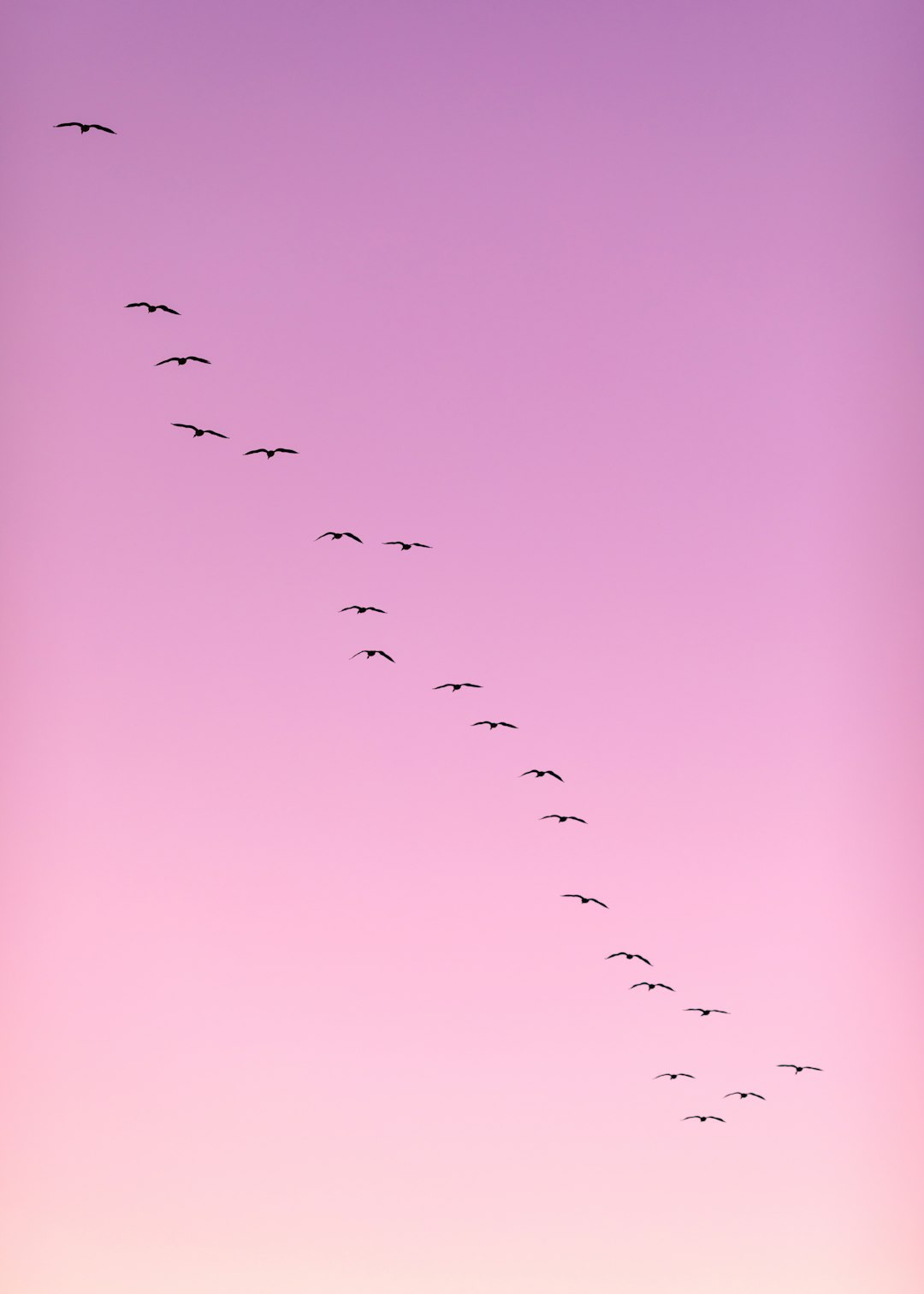 flock of birds flying