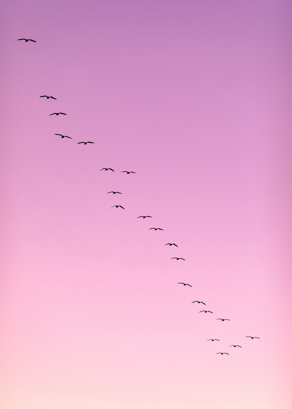 bandada de pájaros volando