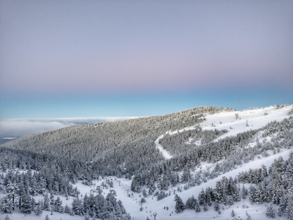 hill with trees and snow