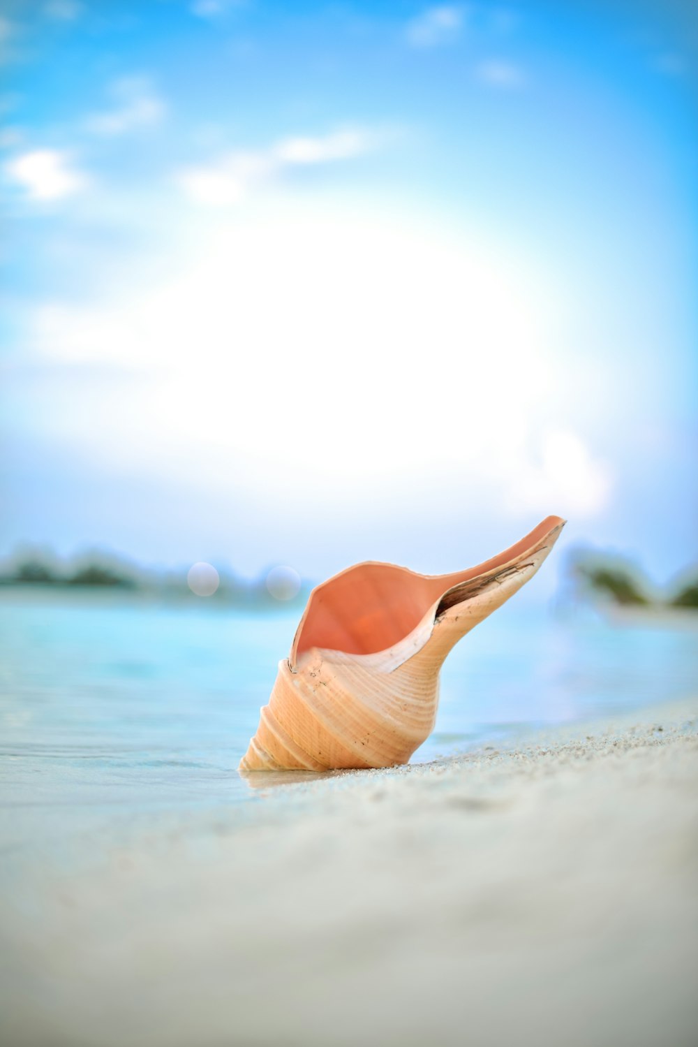 seashell on shore during day