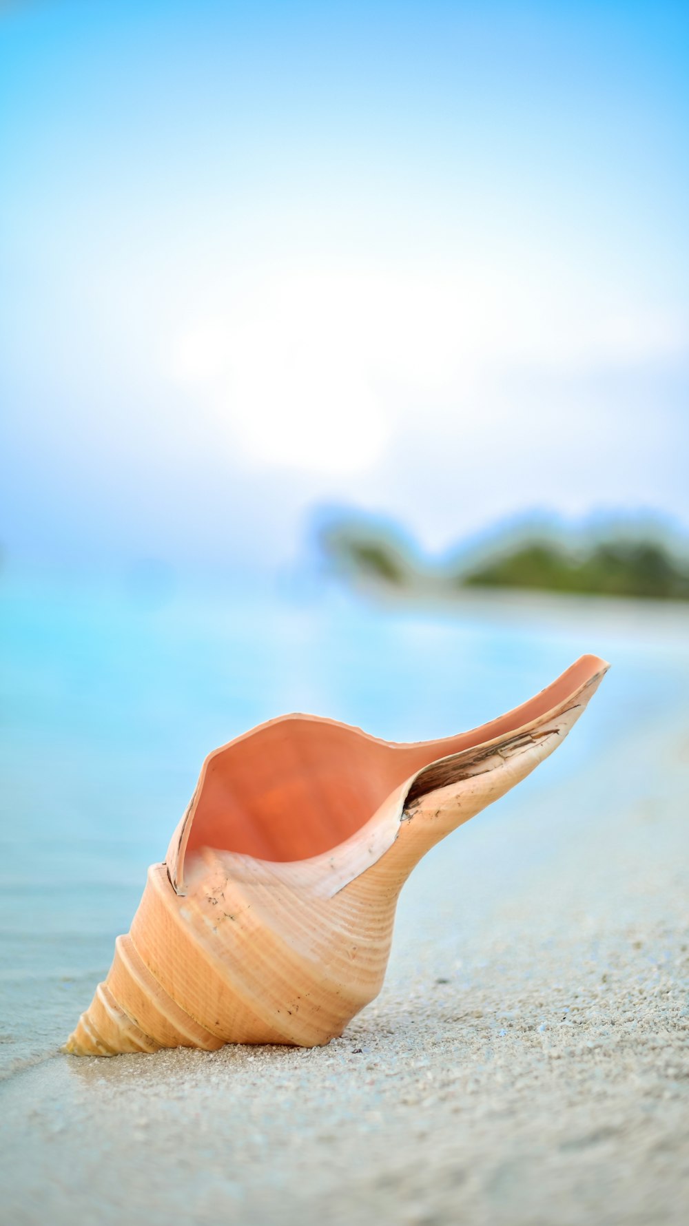 selective focus photography of brown seashell on shore