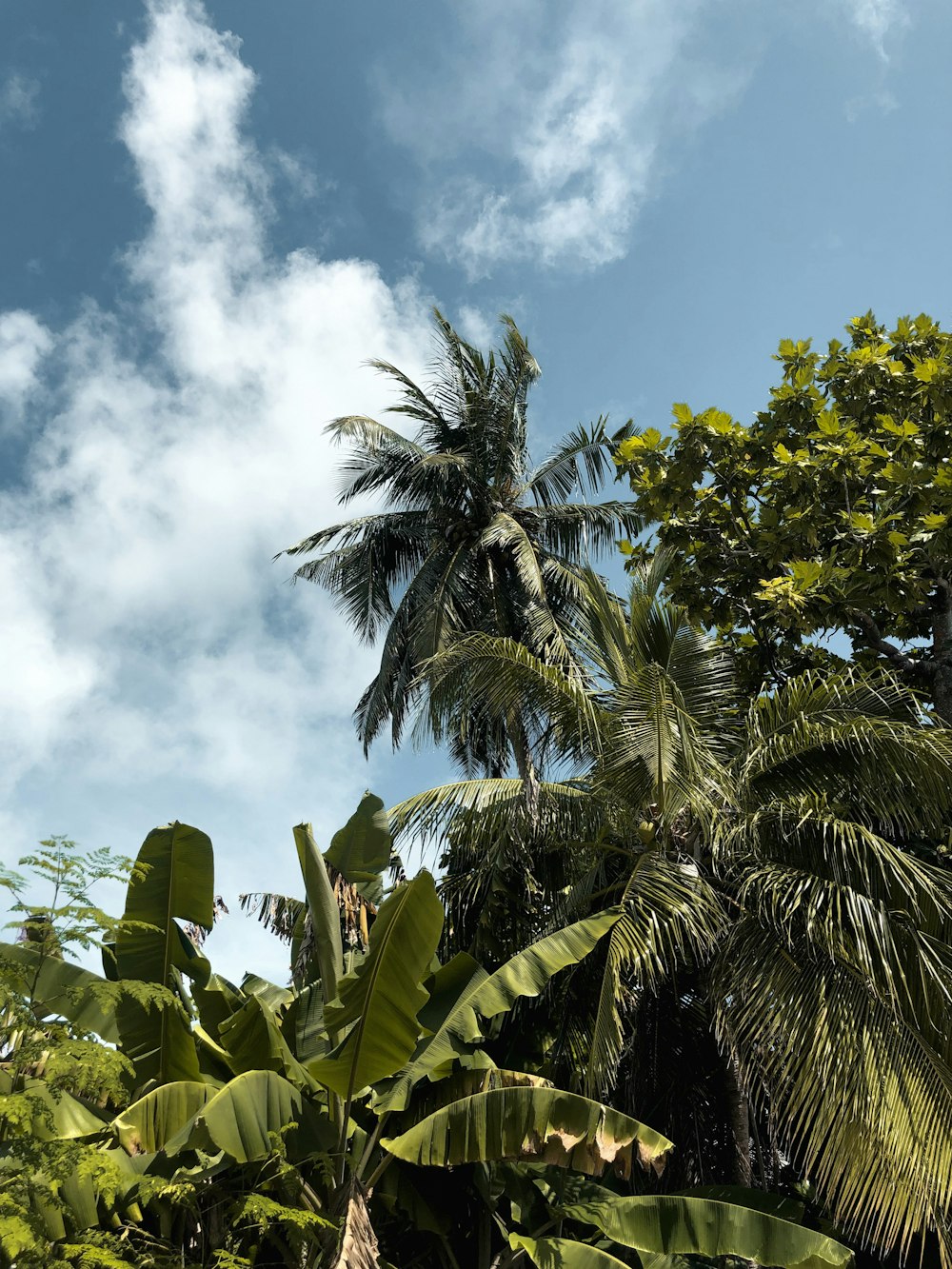 assorted green leafed trees under blue skies at daytime