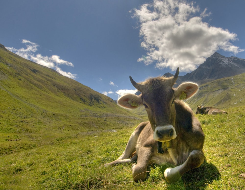 vache brune couchée sur un champ d’herbe verte
