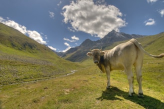 A cow stands on a grassy hillside in a lush valley, surrounded by green mountains. A stream winds through the landscape, and a few clouds float in the blue sky above.