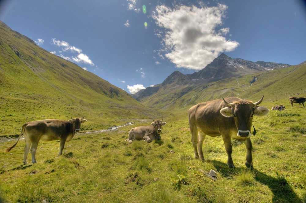 several cows standing on green grass field during daytime