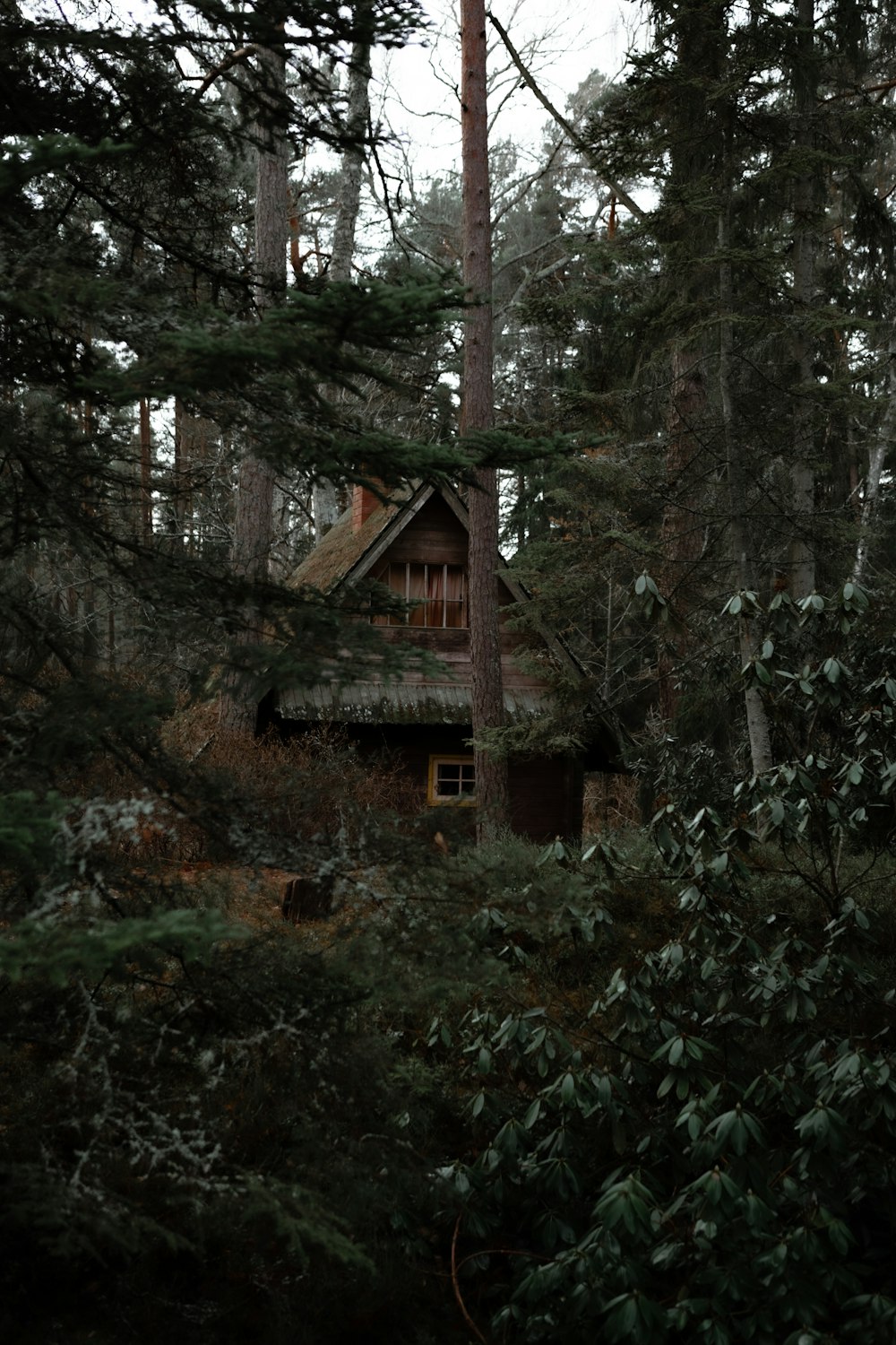 Selektive Fokusfotografie eines braunen Holzhauses mitten im Wald während des Tages