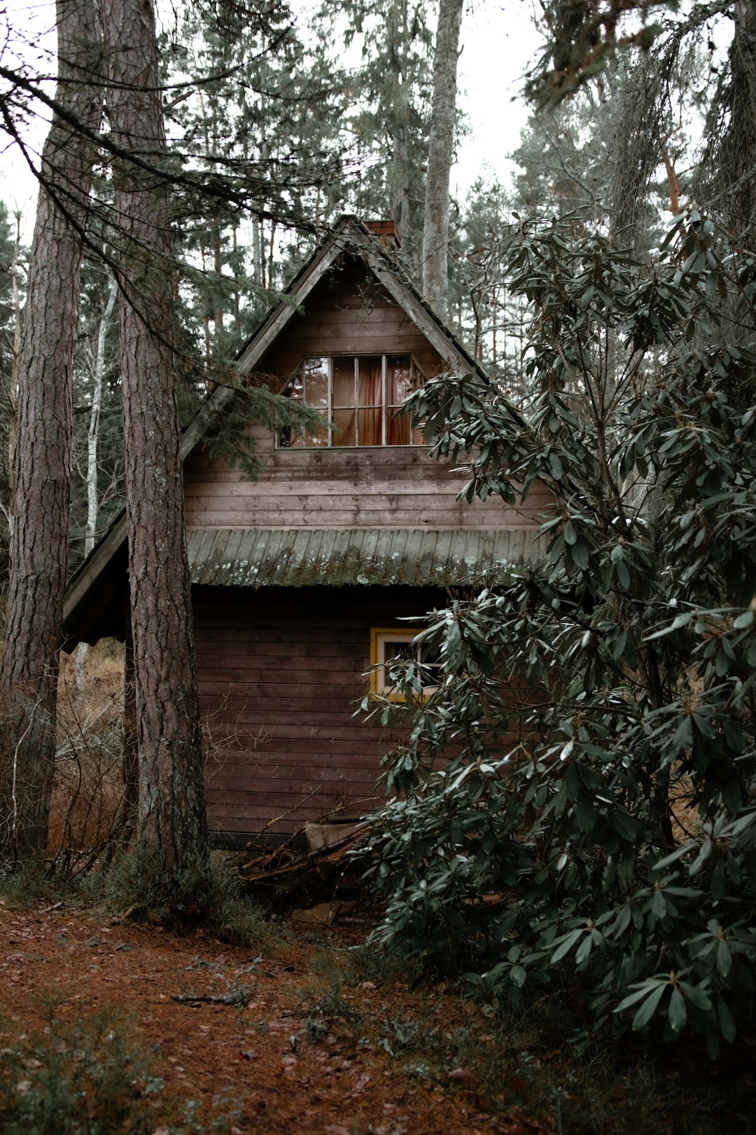 brown wooden house in middle of forest during daytime