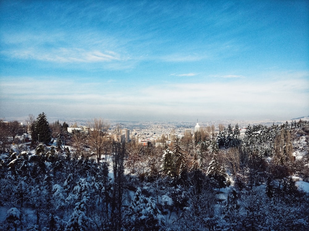 snow covered trees under blue skies