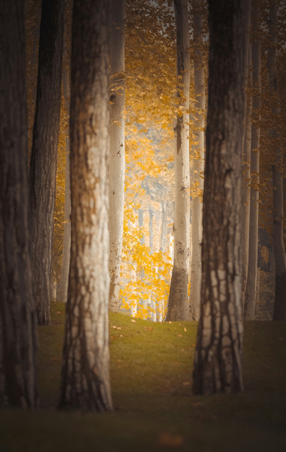 yellow-leafed trees