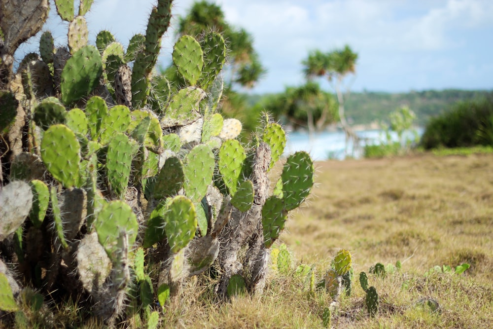 green cactus